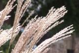 P-01-10-Ornamental-Grasses-HD