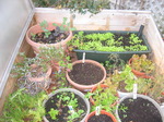 December Vegetables (12)