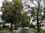 ALB_diseased_tree