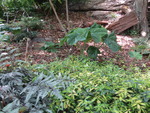 Horticultural Club Boston (23)
