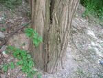 Picture 025