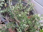 Rosemary