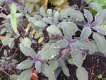 Sage