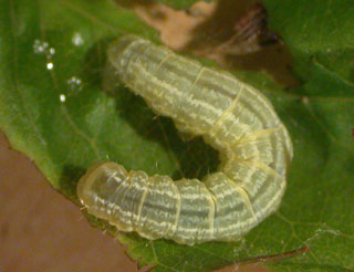 winter moth winter moth